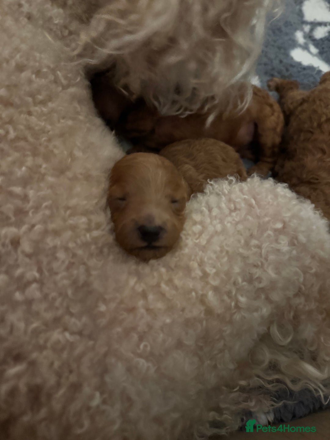 Toy Poodle dogs for sale: KC Registered Red Toy Poodle Puppies - Image 9