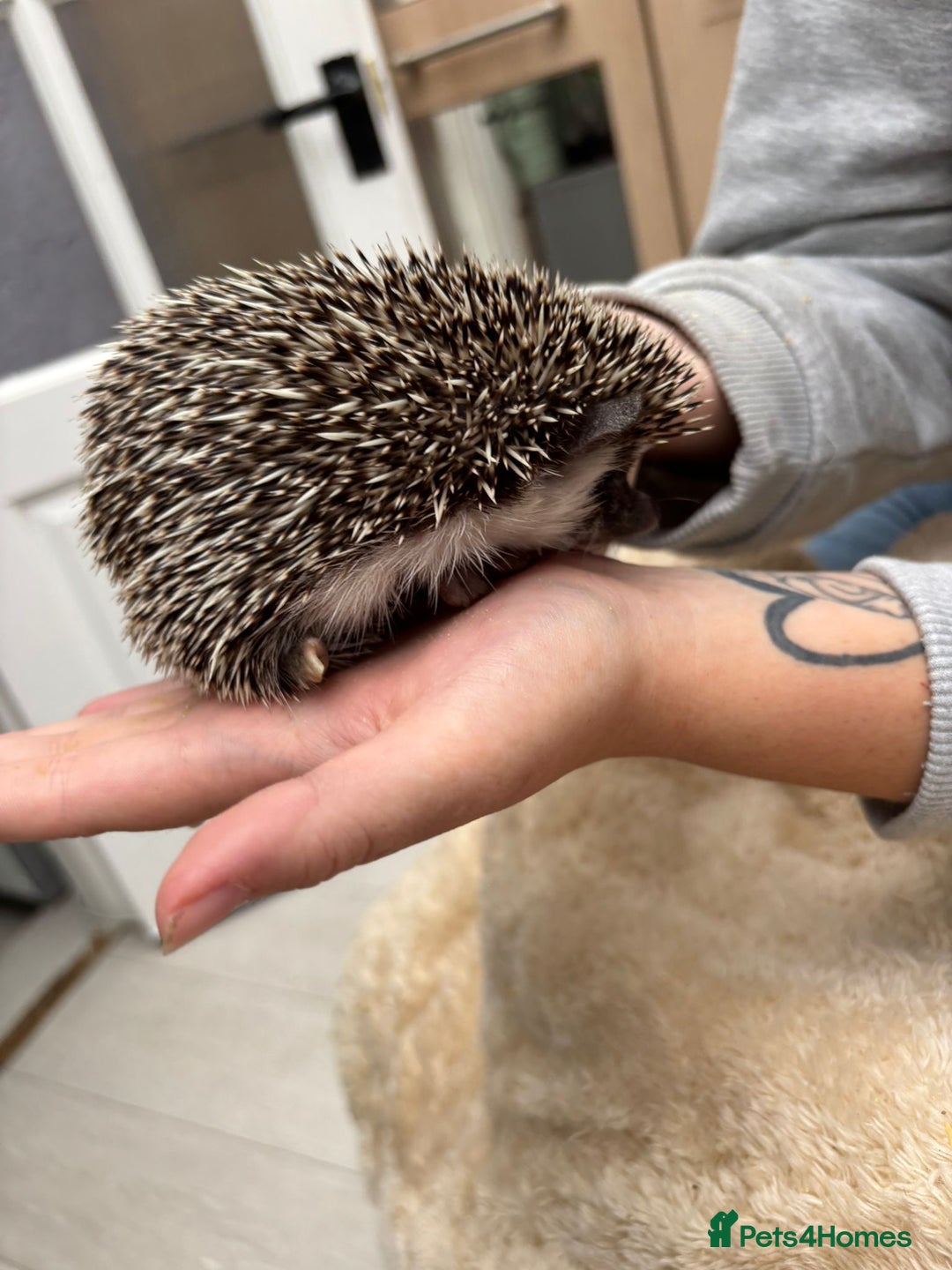 Pygmy Hedgehog rodents for sale: 2x female and 1x male hedgehogs  - Image 3
