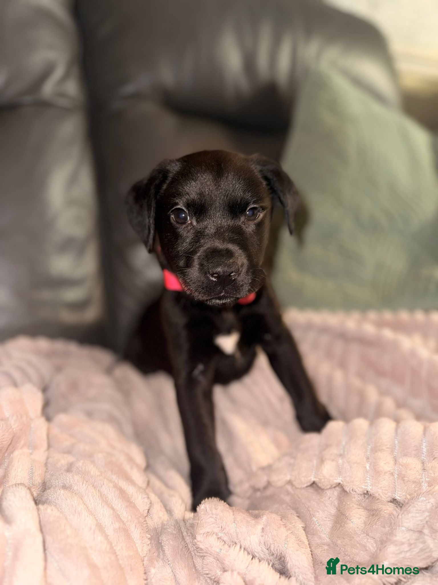 Labrador Retriever dogs Labrador X Boxerdore puppies  - Advert 7