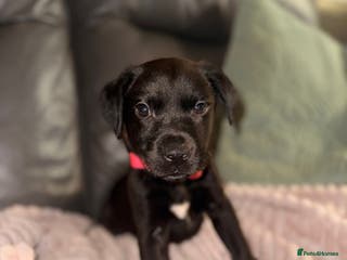 Labrador Retriever dogs Labrador X Boxerdore puppies - Advert 16