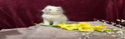 Persian cats for sale: 3 CHEEKY COLOURPOINT PERSIAN BOYS (READY FRI 17TH) - Advert 8