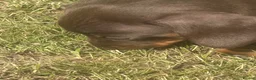 Dachshund dogs for sale: Beautiful, loving, Daschound babies - Advert 23
