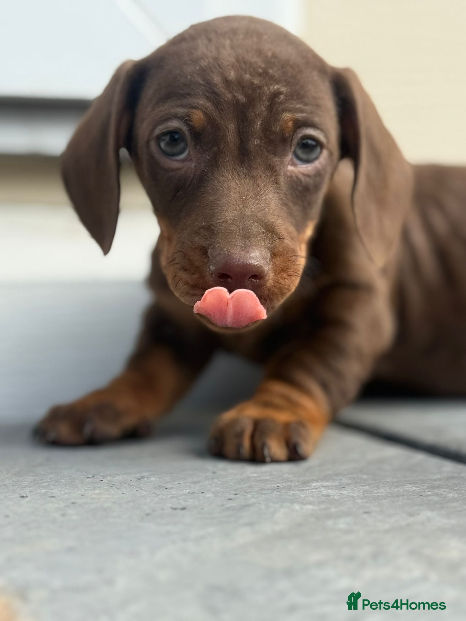 Dachshund dogs Darling Dachshunds 🌟 - Advert 1