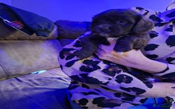 Mixed Breed dogs for sale: Shihpoo Puppies  - Image 4