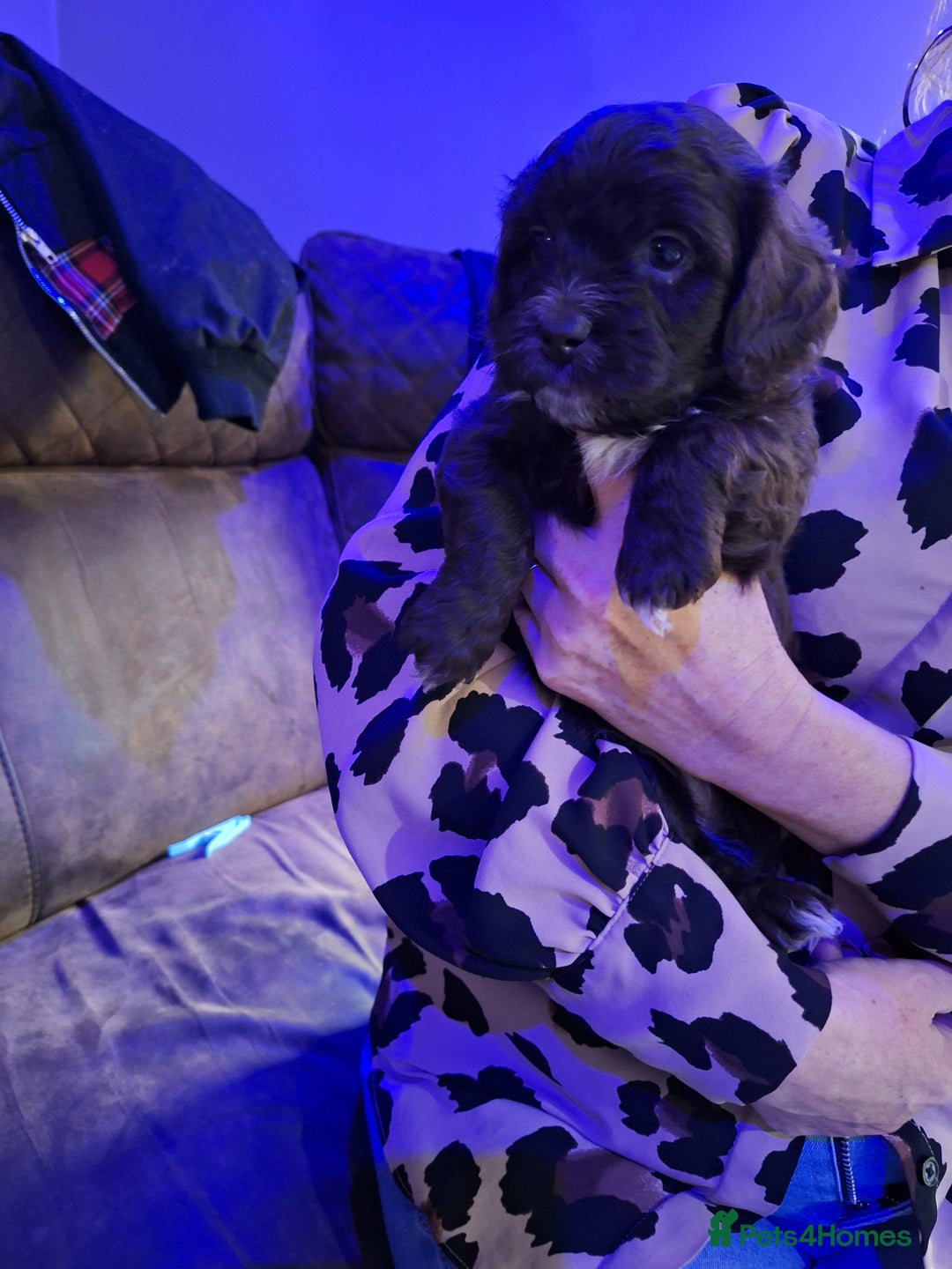Mixed Breed dogs for sale: Shihpoo Puppies  - Image 4