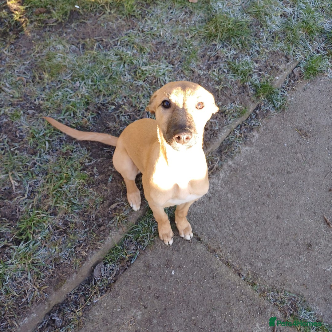 Mixed Breed dogs for sale: Wippet cross puppy - Advert 3