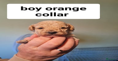 Cavapoo dogs - Advert 1