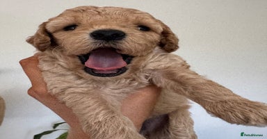 Labradoodle dogs - Advert 12