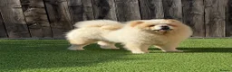 Chow Chow dogs for sale: Chow chow puppies - Advert 18