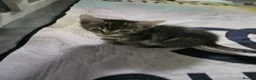 Mixed Breed cats for sale: Part Bengal kittens - Advert 9