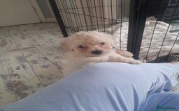 Poochon dogs for sale: Beautiful Poochon Puppies - Image 17