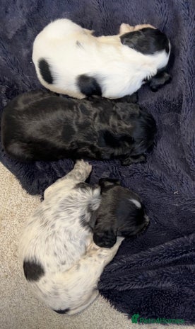 Sprocker dogs - Advert 1