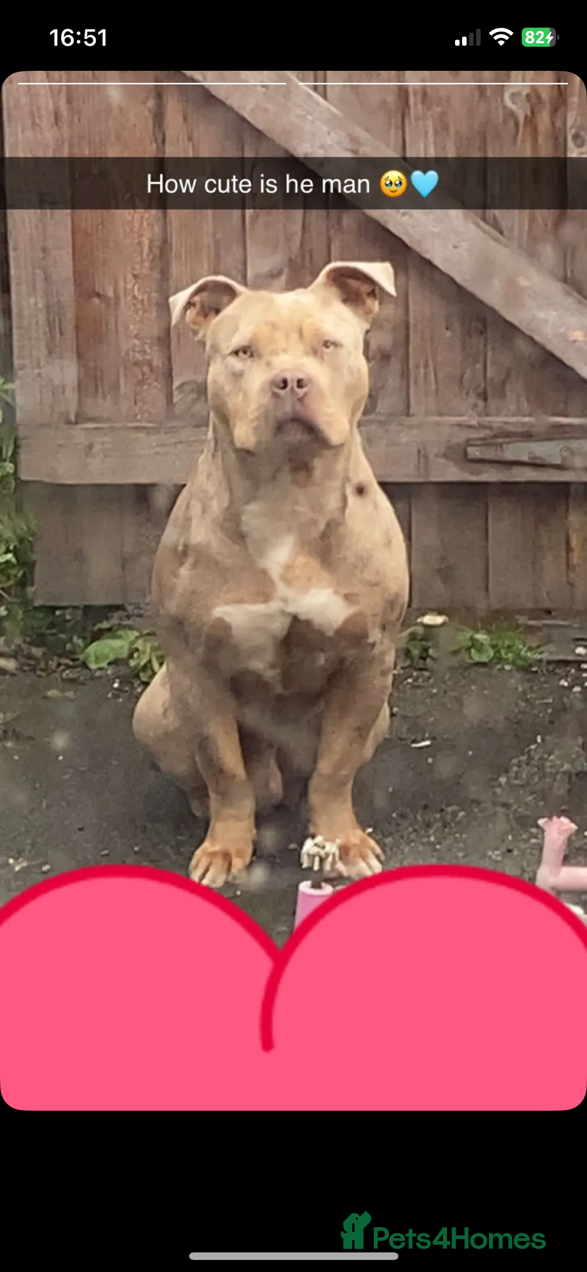 Mixed Breed dogs Male frenchie bulldog  - Advert 11