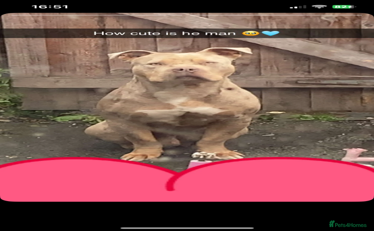 Mixed Breed dogs - Advert 11