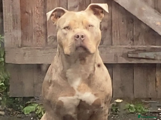 Mixed Breed dogs - Advert 24