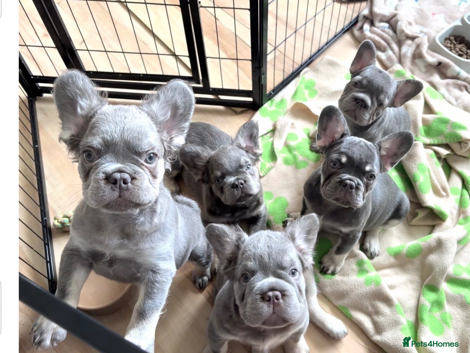 French Bulldog dogs Stunning litter of french bulldog pups !! - Advert 5