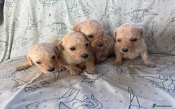 Mixed Breed dogs for sale: minature goldendoodles  - Image 8