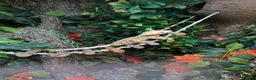 Gecko reptiles for sale: Female Crested Gecko & Setup - Advert 3