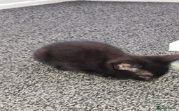 Mixed Breed cats for sale: 3 kittens looking for forever home - Image 4