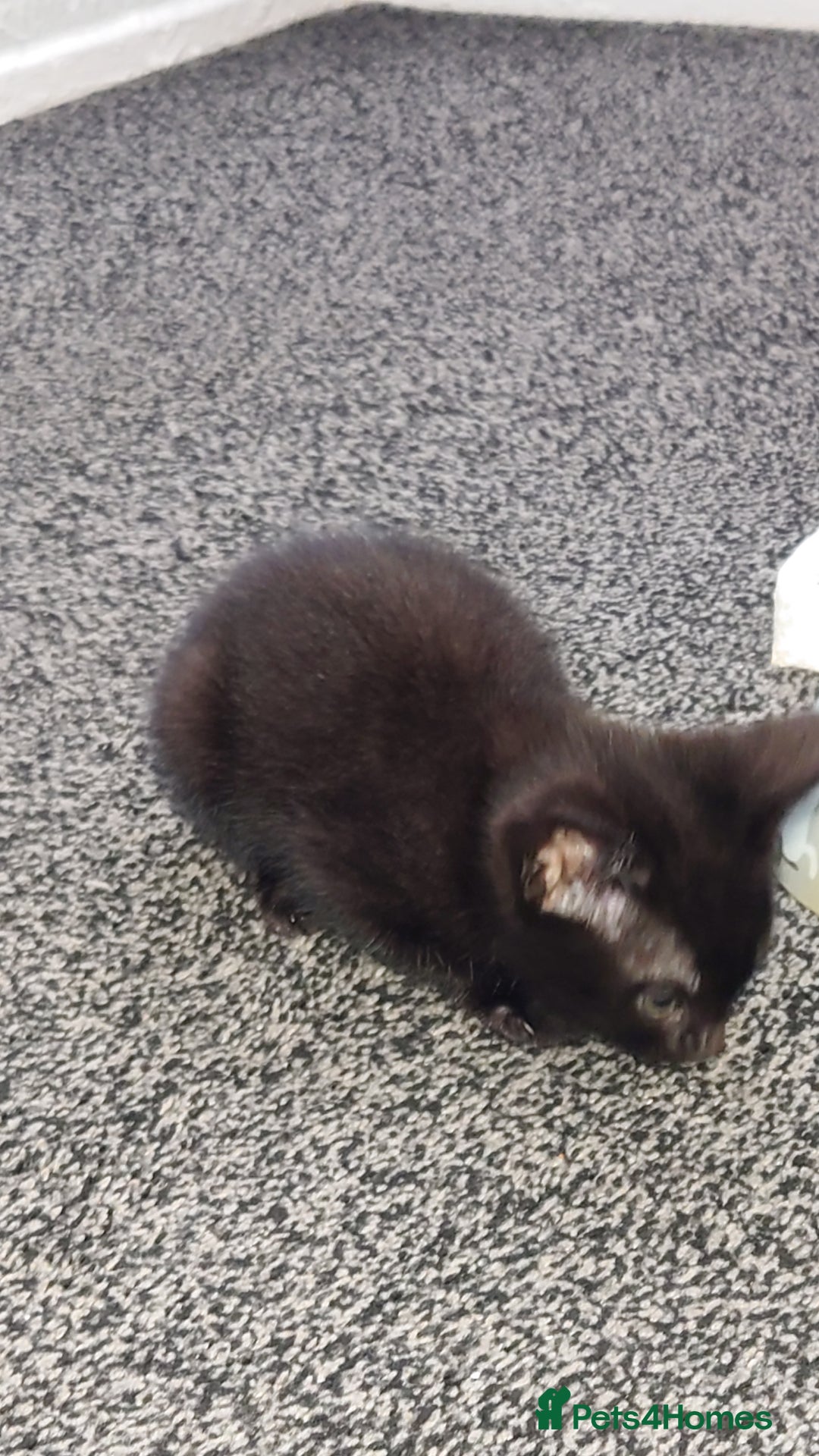 Mixed Breed cats for sale: 3 kittens looking for forever home - Image 4
