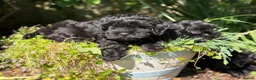 Mixed Breed dogs for sale: Gorgeous zuchon x toy poodle ready now - Advert 9
