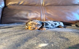 Dachshund dogs for sale: Beautiful standard dachshund puppies ❤️ - Image 11