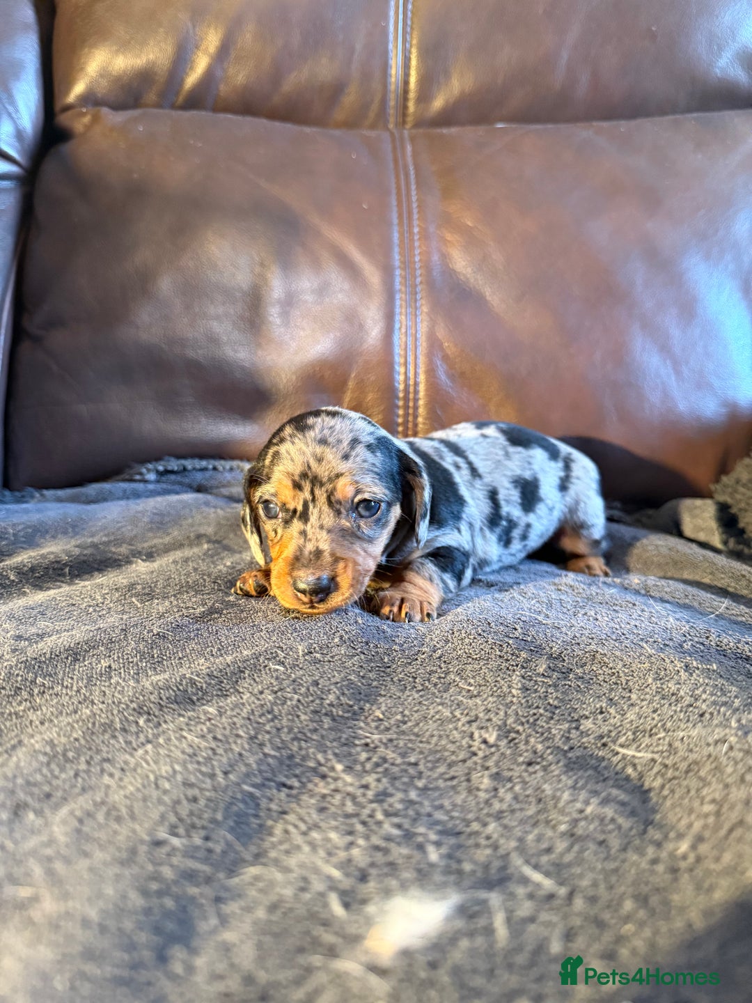 Dachshund dogs for sale: Beautiful standard dachshund puppies ❤️ - Image 11