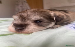 Miniature Schnauzer dogs for sale: KC BVA/MAC Chocolate Pepper Mini Schnauzers - Image 12