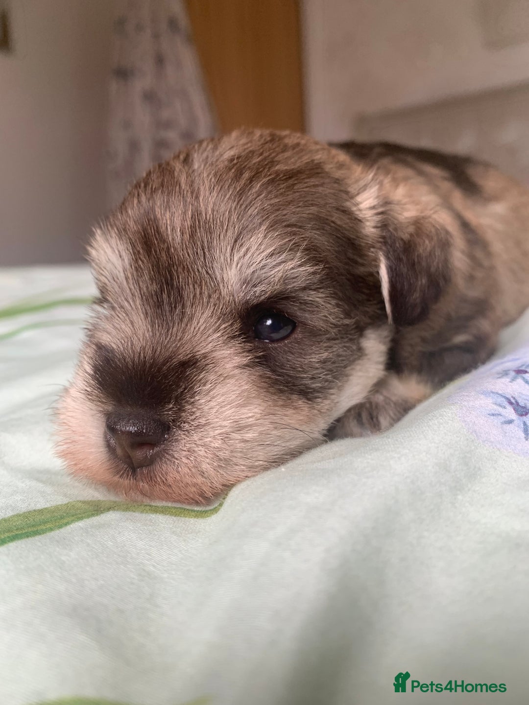 Miniature Schnauzer dogs for sale: KC BVA/MAC Chocolate Pepper Mini Schnauzers - Image 12