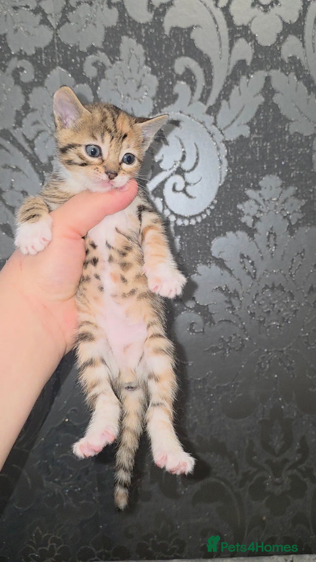 Bengal cats for sale: Bengal Cross Kittens - Image 4