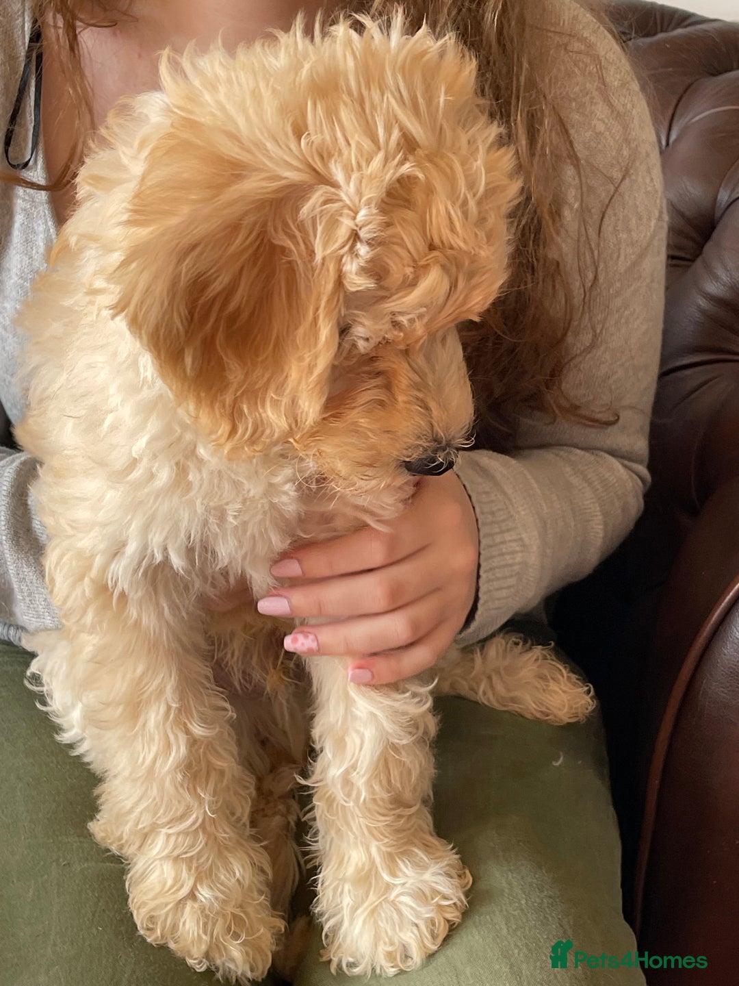 Labradoodle dogs for sale: Multigen Mini Labradoodle Puppies Available Now - Image 14