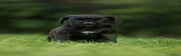 Cane Corso dogs for sale: 5 Towns Italian cane corso spring litter  - Advert 18