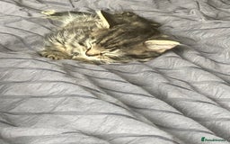Mixed Breed cats for sale: 2 x 11 week old Female Kittens must go together!  - Image 4