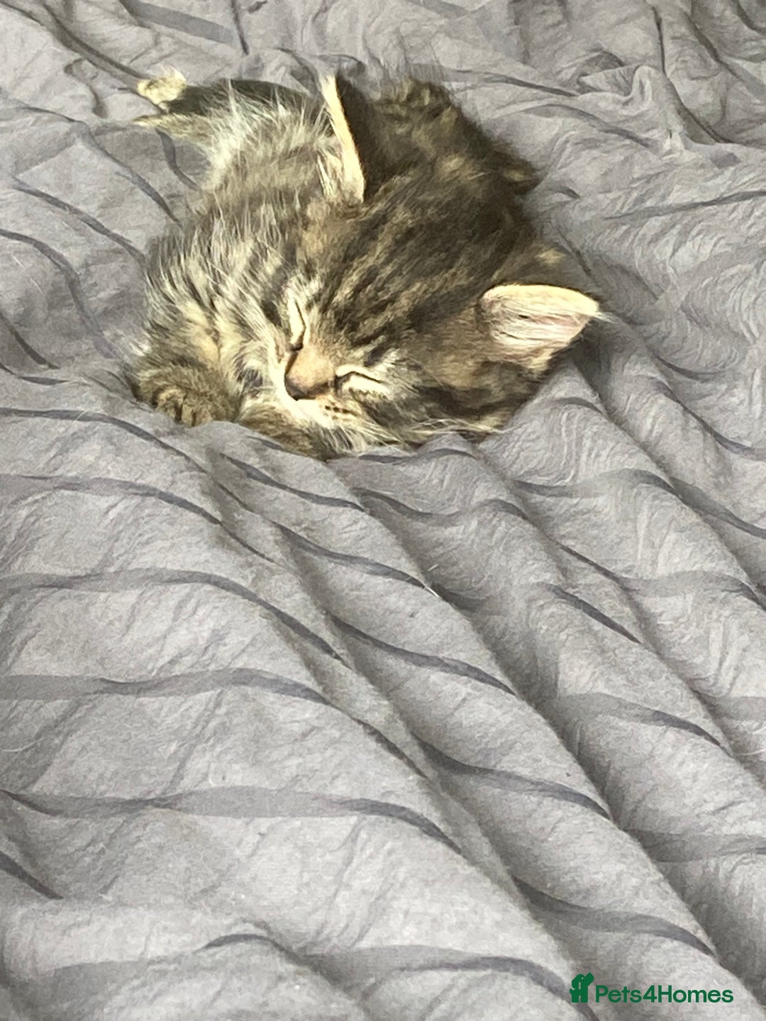 Mixed Breed cats for sale: 2 x 11 week old Female Kittens must go together!  - Image 4