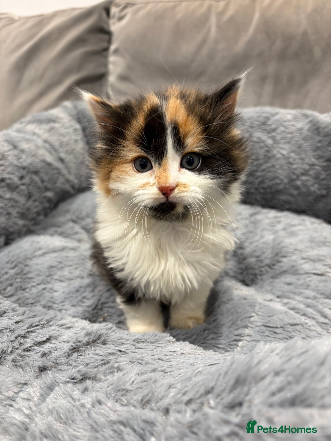 Mixed Breed cats for sale: Beautiful domestic kittens - Advert 1