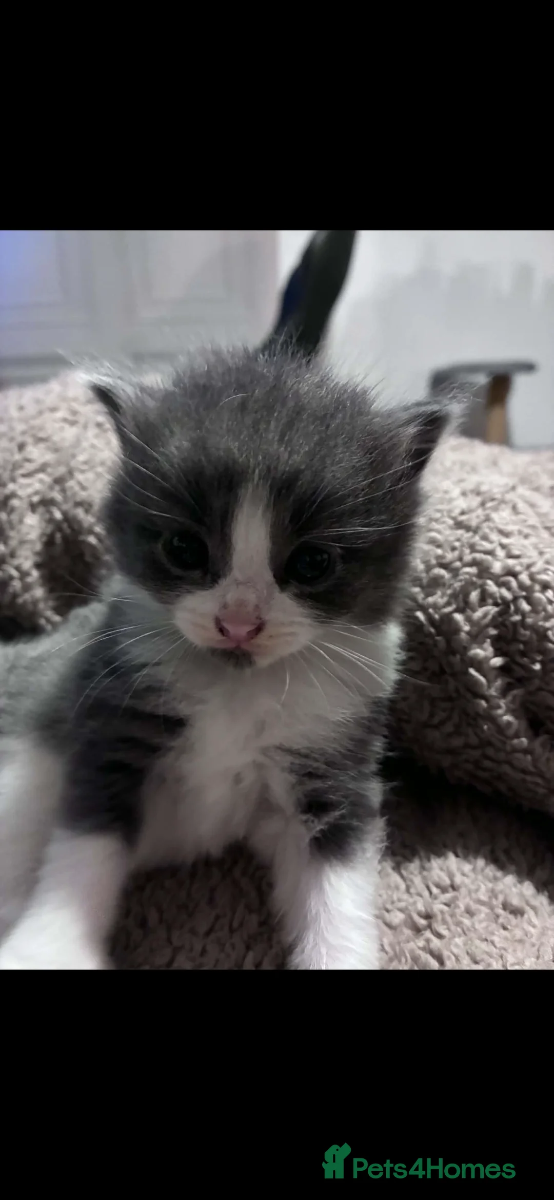 Mixed Breed cats for sale: Beautiful Kittens Looking for Loving Forever Homes in Stockton-on-Tees - Advert 2