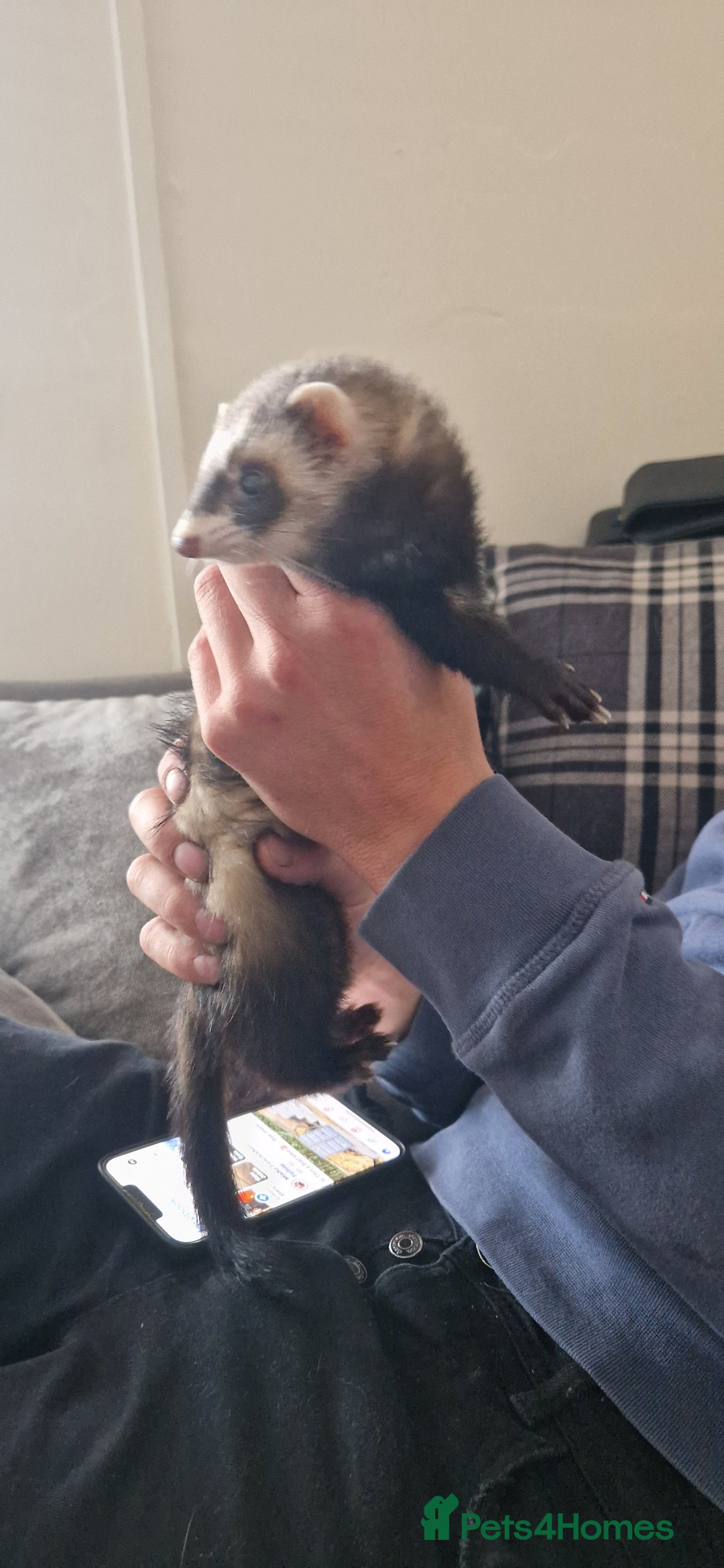 Ferret rodents for sale: Female ferret  - Image 1