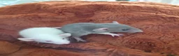 Rat rodents for sale: Stunning litter of Dumbo rats. - Advert 7