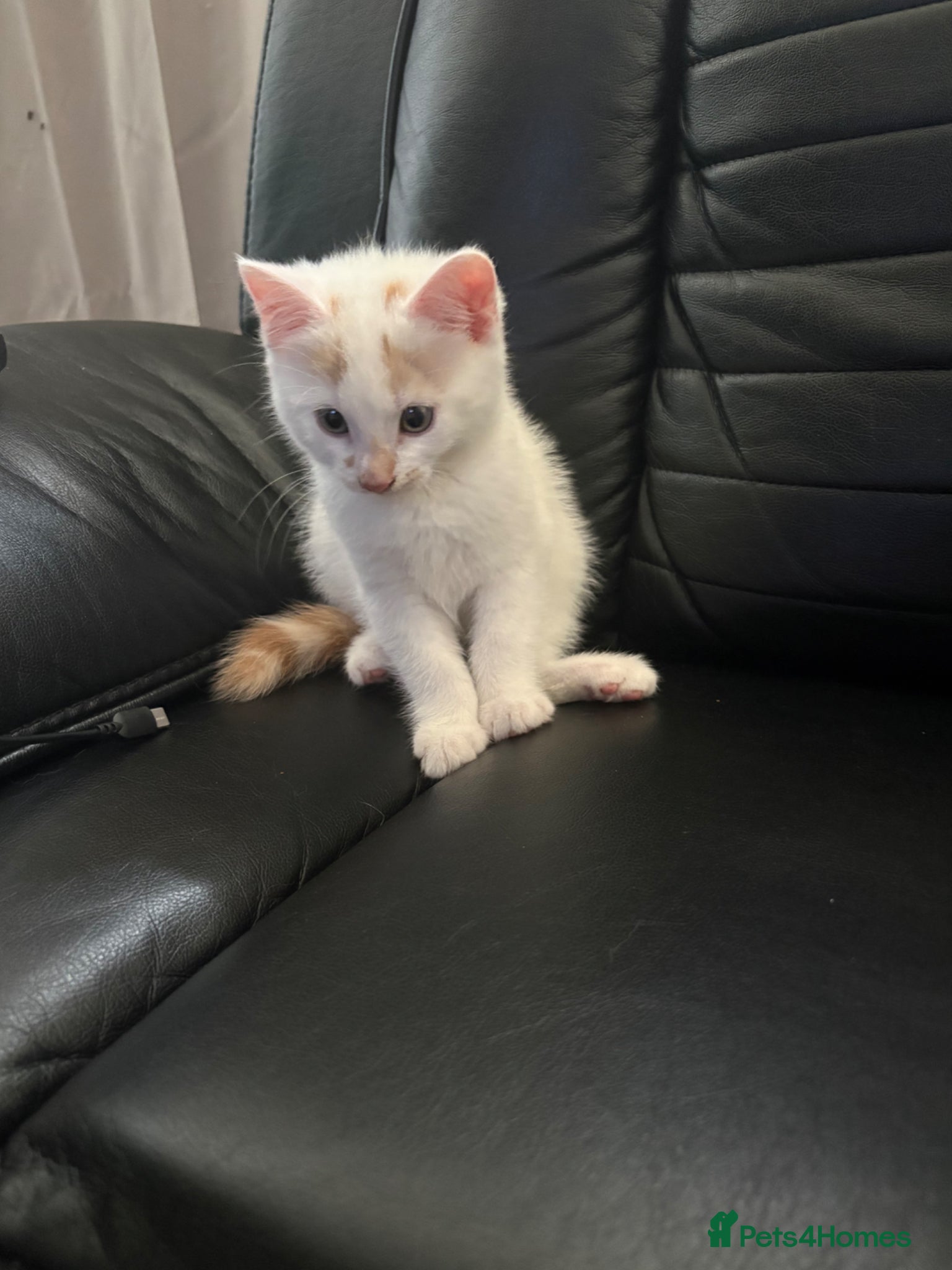 Mixed Breed cats for sale: Pearl - Stunning Blue-Eyed Kitten – Child & Dog + in Swansea - Advert 3