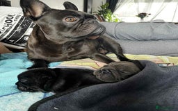 French Bulldog dogs for sale: Black Frenchie  French Bulldog puppy  - Image 8