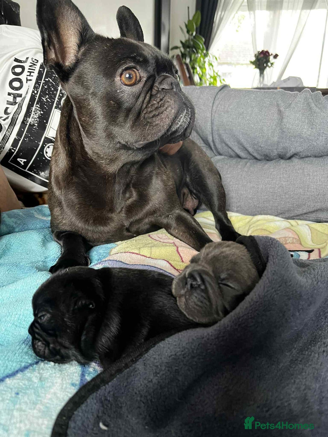 French Bulldog dogs for sale: Black Frenchie  French Bulldog puppy  - Image 8