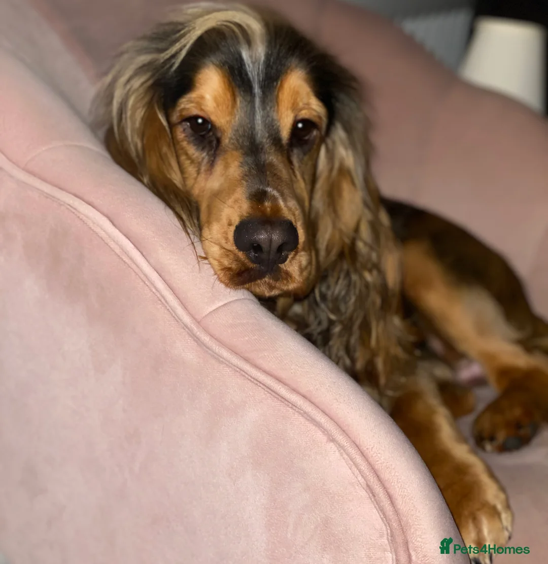 Cocker Spaniel dogs for stud: KC Reg SABLE HEALTH TESTED COCKER SPANIEL - STUD in Bishop's Stortford - Advert 2