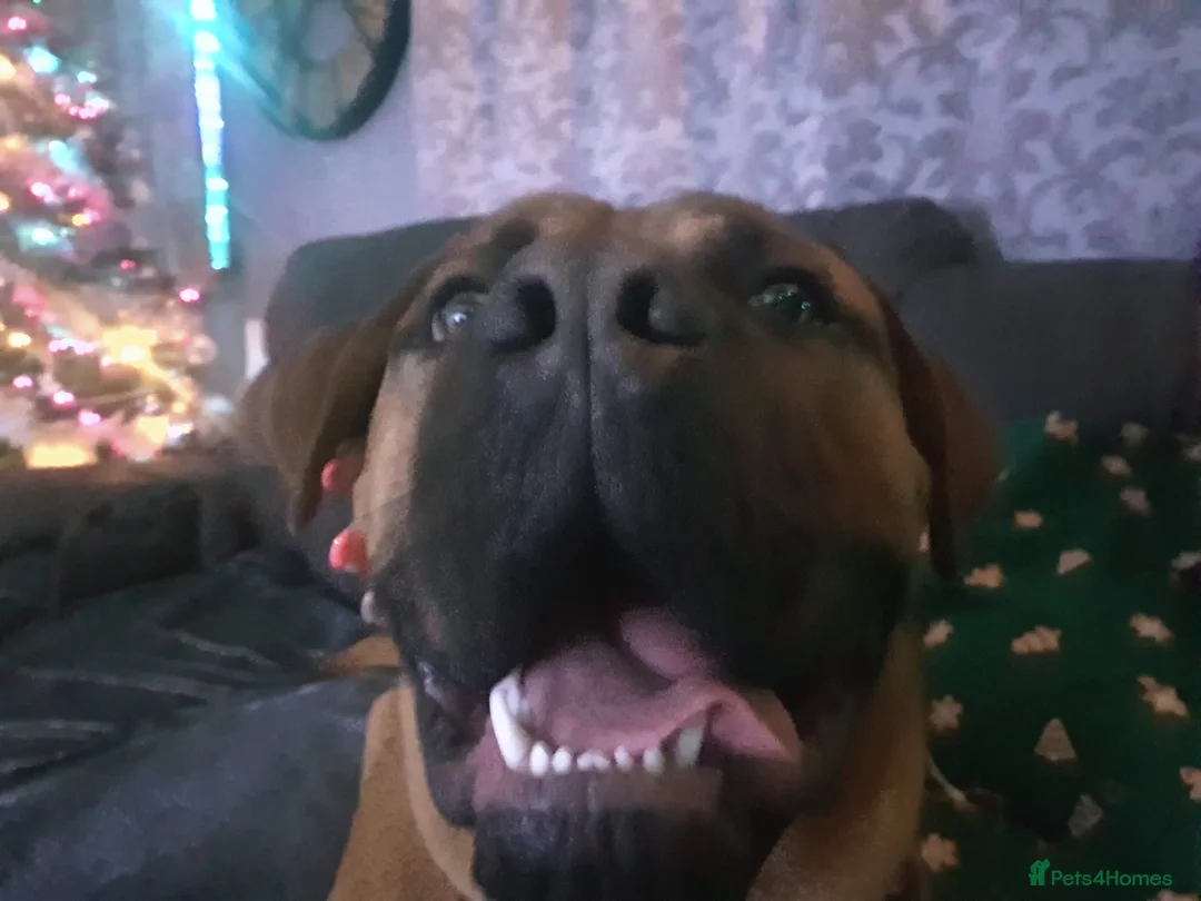 Mixed Breed dogs for sale: Maverick cane corso Cross mastiff - Advert 6