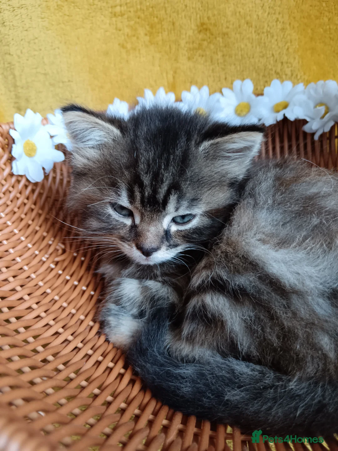 Mixed Breed cats for sale: Fluffy tabby girl kittens - Advert 2