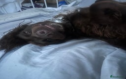 Cocker Spaniel dogs for sale: Beautiful cocker spaniel needs a new home  - Advert 3