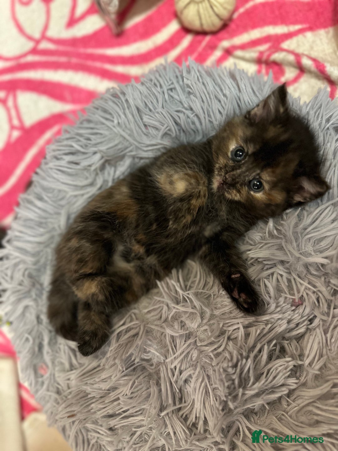 Mixed Breed cats for sale: FOR SALE! Four beautiful fluffy kittens  - Advert 10