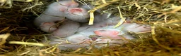 Ferret rodents for sale: Ferret kits ready to leave now - Advert 16
