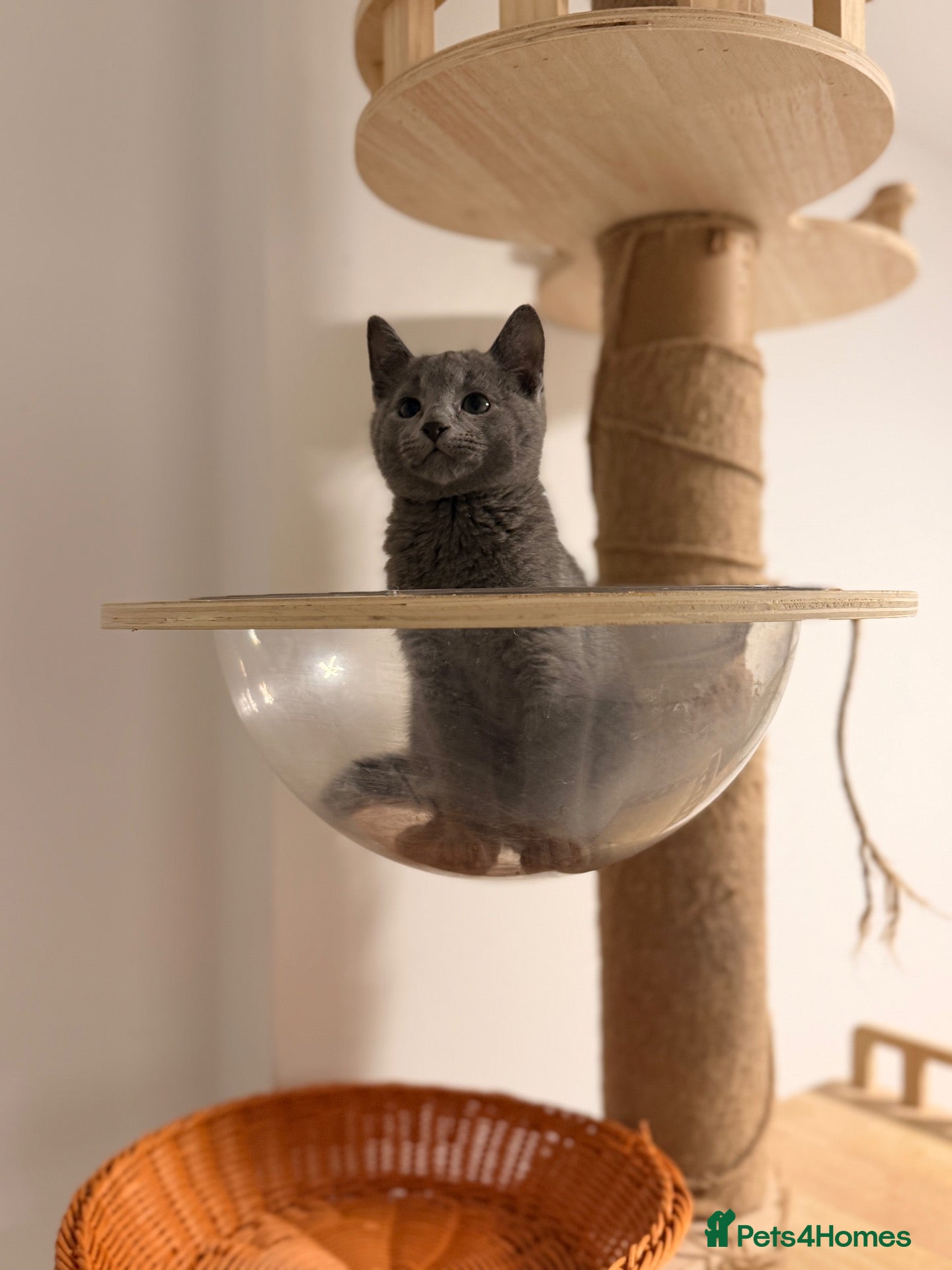 Russian Blue cats 🐾 Beautiful Russian Blue Kittens 😻 - Advert 5