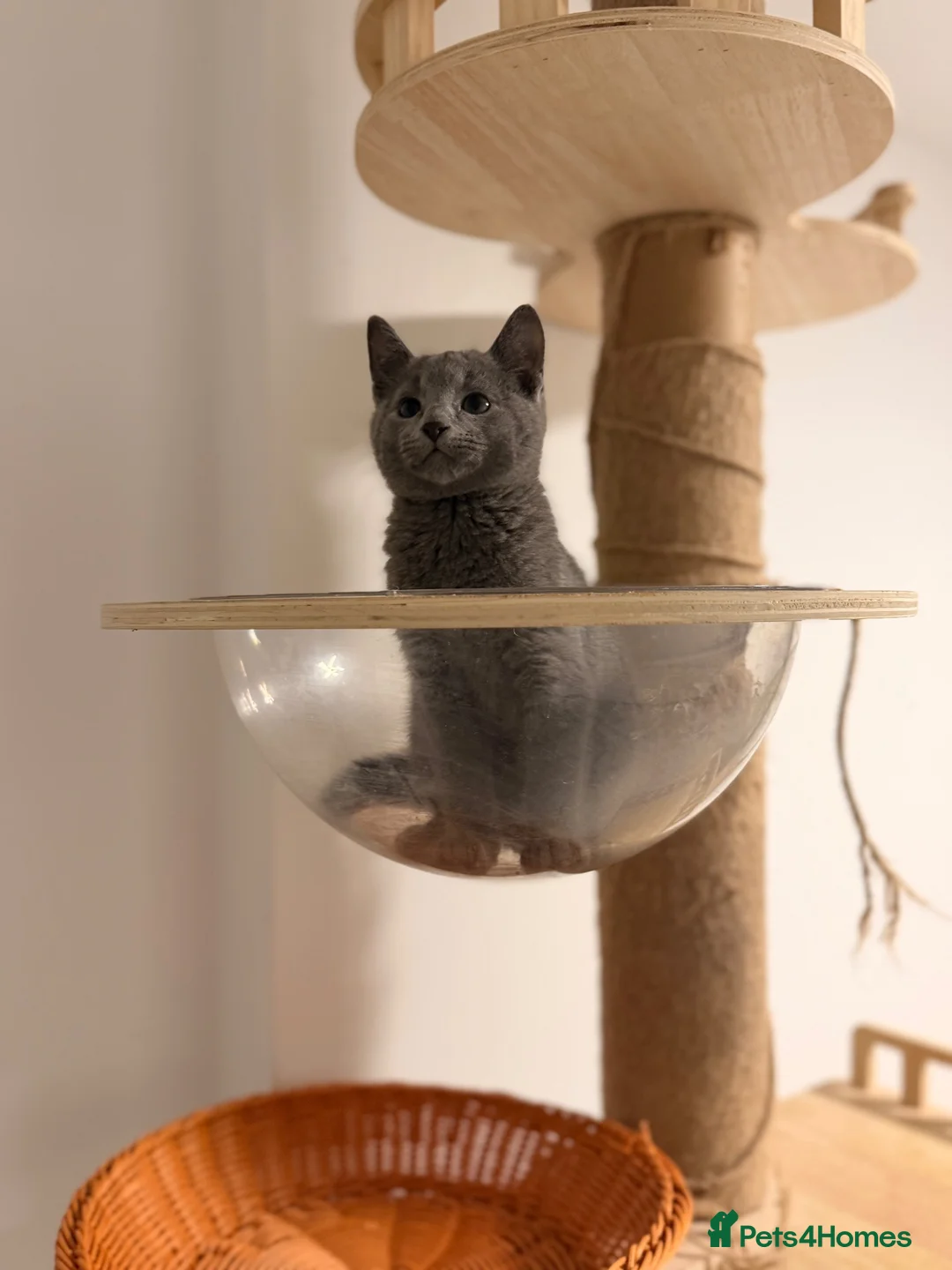Russian Blue cats for sale: 🐾 GCCF Russian Blue Kittens 😻 - Advert 2
