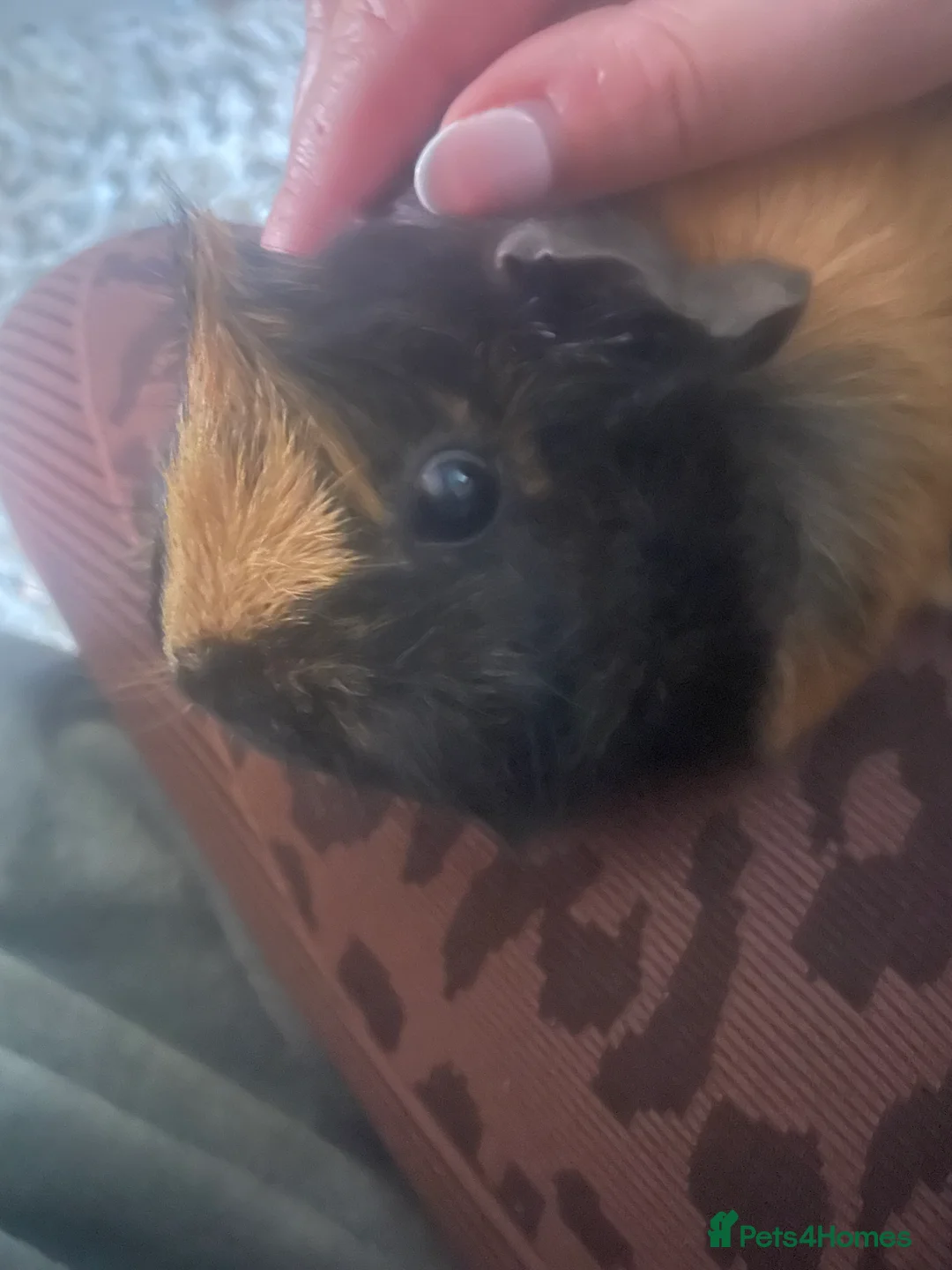 Guinea Pig rodents for sale: 2 Beautiful Black & Ginger Guinea Pig Girls  - Advert 2